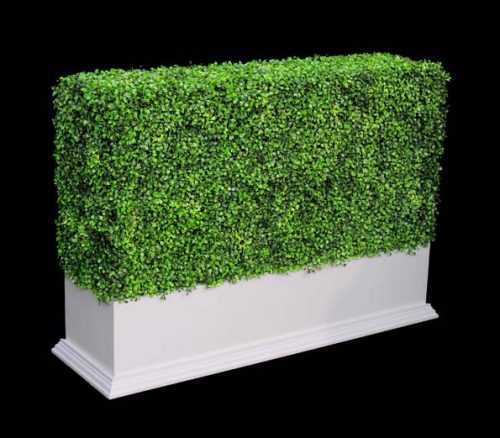 boxwood_hedge